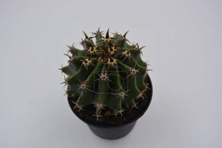 Plantes d'intérieur, un grand et large cactus vert avec de longues épines. Un cactus intéressant pousse dans un pot en plastique gris.