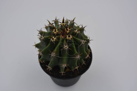 Plantes d'intérieur, un grand et large cactus vert avec de longues épines. Un cactus intéressant pousse dans un pot en plastique gris.