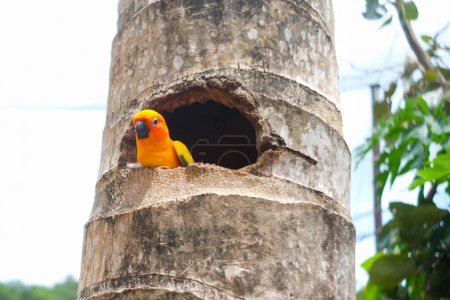 Photo for Close up of a Sun Conure Parrot in the garden/zoo. - Royalty Free Image