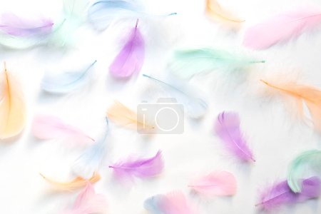 Téléchargez les photos : Colorful feathers on white background, soft pastel feathers can use as a backdrop. Beautiful feathers texture. - en image libre de droit