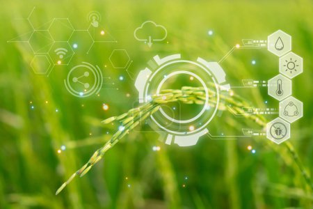 Icono digital de granja inteligente y datos futuristas de IA infografía de la naturaleza paisajística del campo de arroz en arroz arrozal color verde exuberante crecimiento es una agricultura en Asia