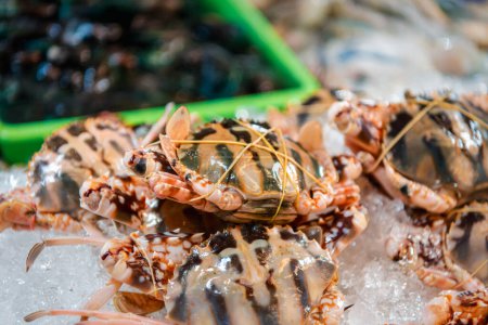 frische rohe Meeresblumenkrebse (portunus pelagicus) Premium-Qualität Display zum Verkauf auf dem Fischmarkt oder thailändischem Streetfood Verwendung für Koch gedämpft blanchierte Krabbe