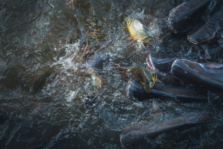 Foto de Multitud de muchos peces de agua dulce hambrientos como bagre, peces cabeza de serpiente, peces serpiente y otros revueltos para comer un alimento en el río cuando se alimenta - Imagen libre de derechos