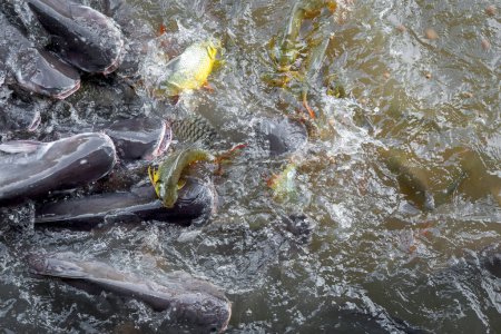 Multitud de muchos peces de agua dulce hambrientos como bagre, peces cabeza de serpiente, peces serpiente y otros revueltos para comer un alimento en el río cuando se alimenta

