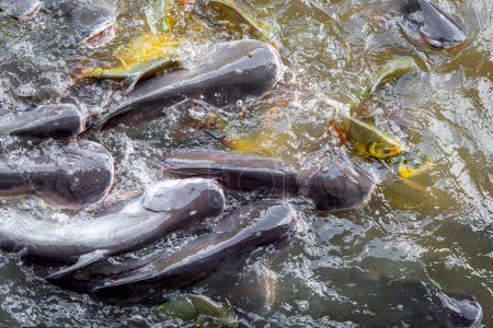 Menge von vielen Süßwasserfischen hungrig wie Welse, Schlangenköpfe, Schlangenfische und andere Gerangel um eine Nahrung im Fluss essen, wenn Futter