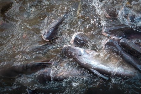 Foto de Multitud de muchos peces de agua dulce hambrientos como bagre, peces cabeza de serpiente, peces serpiente y otros revueltos para comer un alimento en el río cuando se alimenta - Imagen libre de derechos