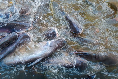 Multitud de muchos peces de agua dulce hambrientos como bagre, peces cabeza de serpiente, peces serpiente y otros revueltos para comer un alimento en el río cuando se alimenta
