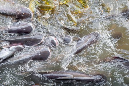 La foule de nombreux poissons d'eau douce affamés tels que le poisson-chat, le poisson-serpent, le poisson-serpent et d'autres se bousculent pour manger un aliment dans la rivière quand ils se nourrissent
