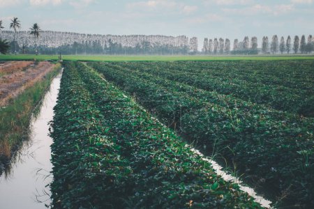 Natur der Süßkartoffelplantage oder Yamsanbau auf ländlichem Land grüne Farbe üppiger Anbau ist eine Landwirtschaft in Asien