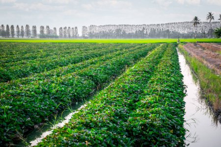 Natur der Süßkartoffelplantage oder Yamsanbau auf ländlichem Land grüne Farbe üppiger Anbau ist eine Landwirtschaft in Asien