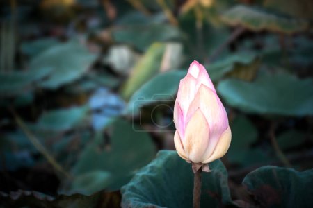 Flor de loto (Loto o Nelumbo) de color púrpura, violeta, blanco y rosa, Naturalmente hermosas flores en el jardín
