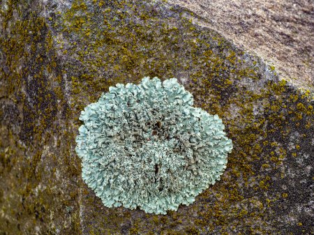 Photo for Community crustose lichen and the moss growing on stone surface - Royalty Free Image