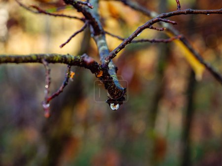 Foto de Primer plano de una gota de agua después de la lluvia en un árbol de primavera - Imagen libre de derechos