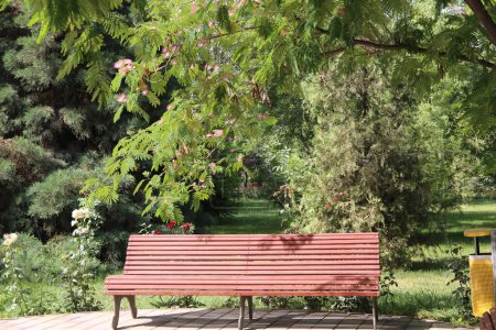 Foto de Banco en el parque bajo el árbol de Albizia - Imagen libre de derechos
