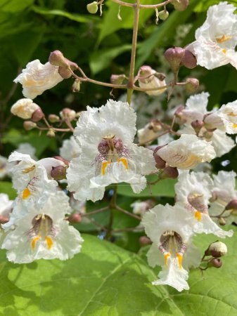 Photo for Flowering tree catalpa close up - Royalty Free Image