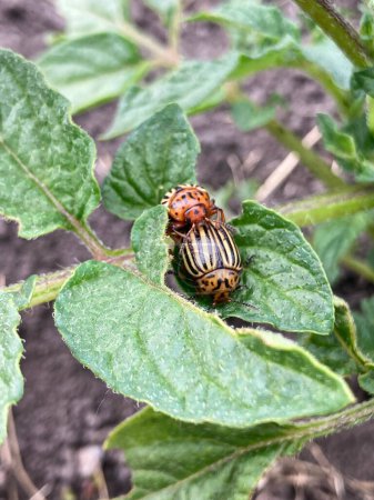 Photo for Colorado beetles copulate on green leaves of potato bush. - Royalty Free Image