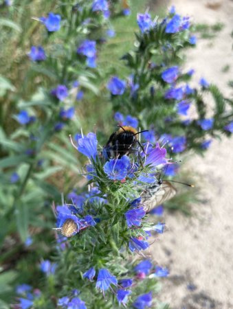 Foto de Bumblebee sentado en Echium vulgare de cerca - Imagen libre de derechos
