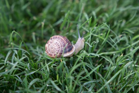 garden Turkish grape snail close-up