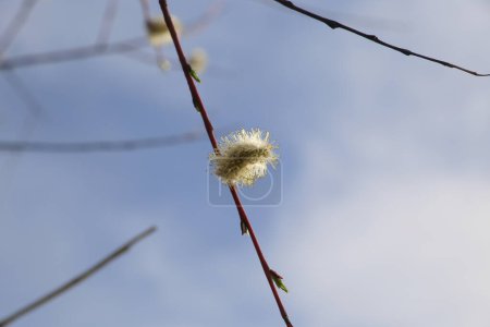 Foto de Ramitas de sauce florecientes con fondo de cielo azul - Imagen libre de derechos