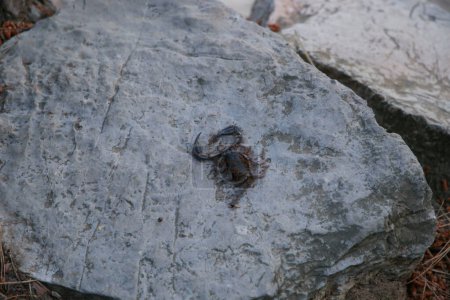 A dead scorpion on a stone