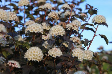 Selective focus on the North-American white blossoming Ninebark, Physocarpus opulifoliu
