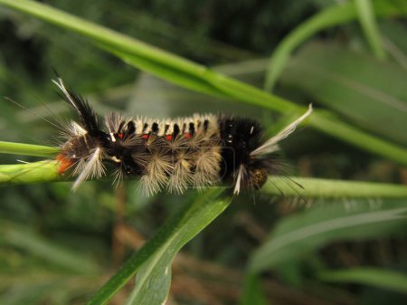 Erebidae, photographie larve dangereuse couverte d'épines