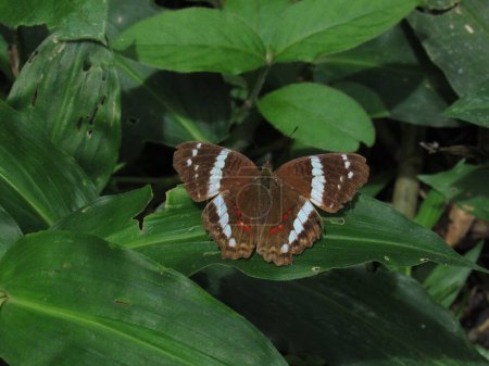 Anartia fatima is a butterfly of the Nymphalidae family