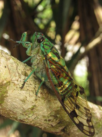 ZamZammara ist eine Zikadengattung Hemipteramara ist eine Zikadengattung Hemiptera
