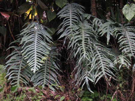 PhlebodiuPhlebodium aureum, is an epiphytic fern native to tropical and subtropical regions of the Americasm aureum, is an epiphytic fern native to tropical and subtropical regions of the Americas