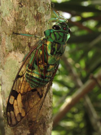 ZamZammara is a genus of cicadas order Hemipteramara is a genus of cicadas order Hemiptera