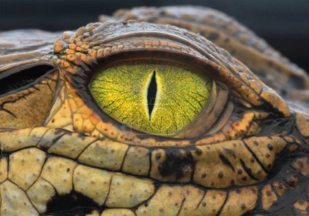 Foto de Primer plano del ojo de cocodrilo, primer plano de un ojo de lagarto, primer plano de la cabeza de un cocodrilo, detalle de la piel de cocodrilo - Imagen libre de derechos