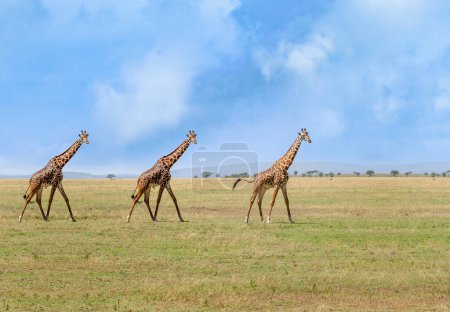 Three giraffes walking in the grass, Portrait of three giraffes in their habitat, Kenya, Africa. Poster 622865822