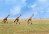 Three giraffes walking in the grass, Portrait of three giraffes in their habitat, Kenya, Africa. Poster #622865822