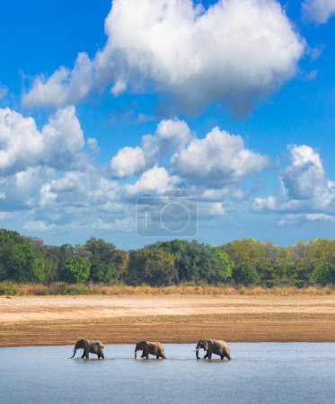 Foto de Tres elefantes cruzando un río, elefantes en el agua con cielo azul, elefantes cruzan el río en Luangwa. - Imagen libre de derechos