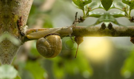 Téléchargez les photos : Un escargot sur les branches, gros plan d'un escargot sur les feuilles d'une branche, petit escargot sur une branche - en image libre de droit