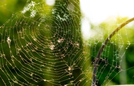 Photo for Close up of cobweb, cobweb with unfocused background, textures of a cobweb, spiderweb. - Royalty Free Image
