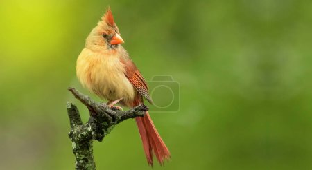 Photo for Male Northern Cardinal in an Oak tree in winter, Red Male Northern Cardinal Isolated Against Green Background, Northern Cardinal - Royalty Free Image
