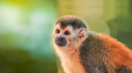 Photo for Squirrel monkey looking straight ahead, South American little ape squirrel monkey looking for something, Callicebus known as squirrel monkey - Royalty Free Image