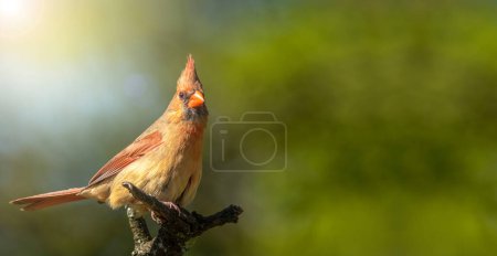 Photo for Male Northern Cardinal in an Oak tree in winter, Red Male Northern Cardinal Isolated Against Green Background, Northern Cardinal - Royalty Free Image