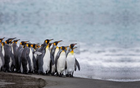 Téléchargez les photos : Une colonie de pingouins en Antarctique, de beaux pingouins vont à l'eau - en image libre de droit