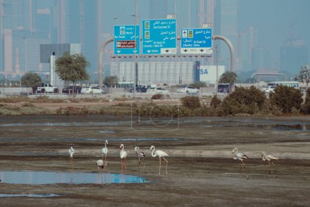 Téléchargez les photos : Vue sur Business bay Dubai flamant rose ras al knor fond. Photo de haute qualité - en image libre de droit