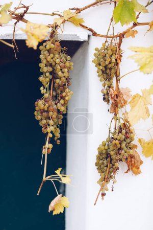 Photo for Grapevine in the traditional Wine Cellar Street during late summer and autumn time. - Royalty Free Image