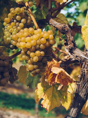 Uvas de vino blanco en los viñedos. Plantas naturales en la temporada de cosecha.