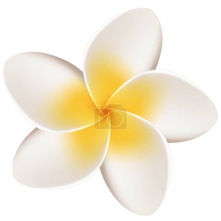 Photo for Frangipani flower isolated on a white background - design flower element theme - Royalty Free Image
