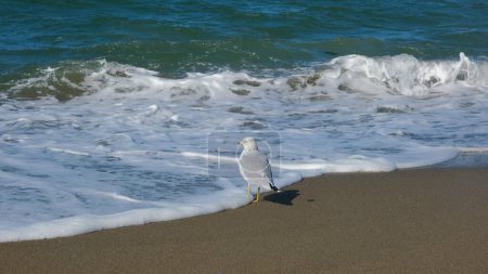 Téléchargez les photos : Mouette debout sur la plage au bord de l'eau de l'océan. Vagues s'écrasant sur le rivage. - en image libre de droit