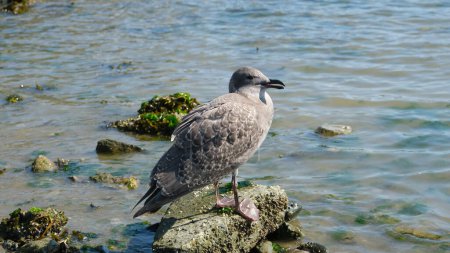 Téléchargez les photos : Jeune mouette grise debout sur le rocher dans la mer. Images animalières. - en image libre de droit