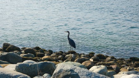 Foto de Garza de pie sobre rocas en la bahía del mar. Imágenes de vida silvestre. - Imagen libre de derechos