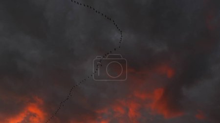 Téléchargez les photos : V formation d'oiseaux volant dans le ciel rouge la nuit. Vol oies au coucher du soleil. - en image libre de droit