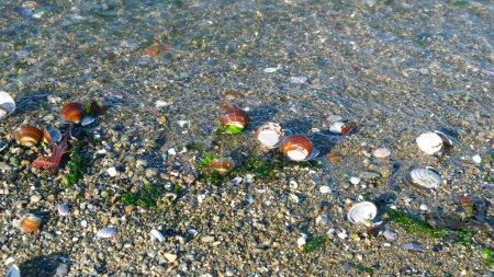 Photo for Colorful sea shells on the beach. Seaweed and pebbles. - Royalty Free Image