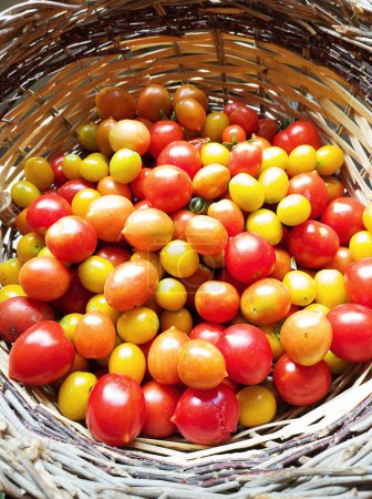 Téléchargez les photos : Tomates cerises de différentes nuances dans un panier en osier. Plan vertical avec lumière naturelle. - en image libre de droit